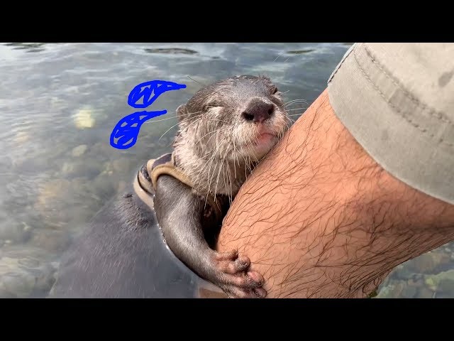 It was a cautious otter [Otter life Day 28] 慎重派なカワウソアティ