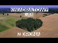 #MIGAWKA #KWADRATOWY LAS Z #DRON 4K