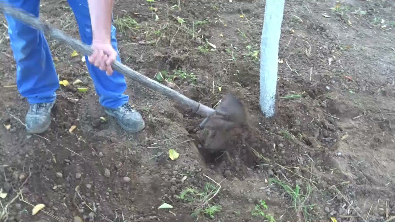 Pentru începători! Cum sapi CORECT pomii