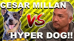Cesar Millan Youtube