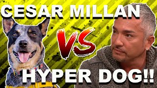 Cesar Millan vs. HYPER DOG (Stop Dog Lunging)