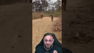 De cara com onça parda em MG #biologohenrique #animais #bichoesperto #biologo