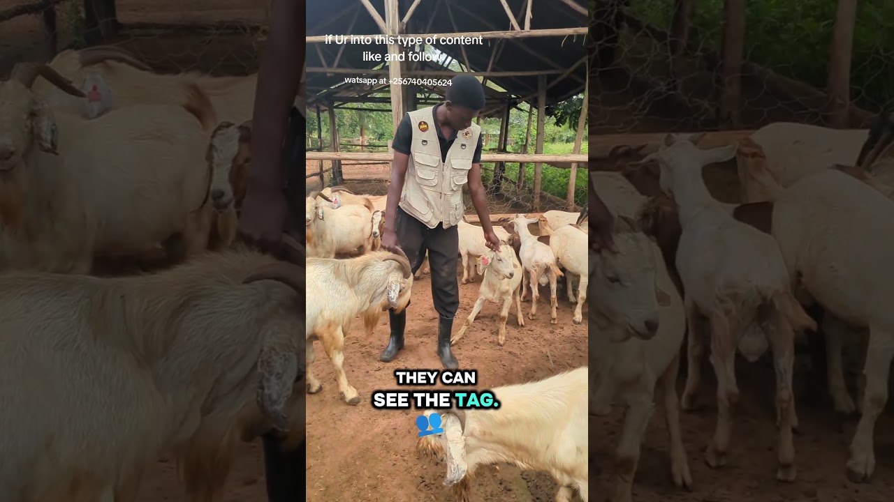 Pure Boer Male Goats