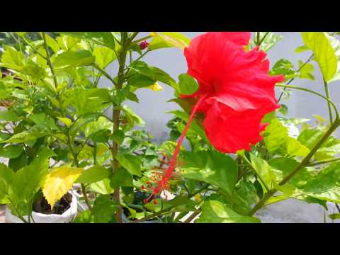 Hibiscus plant care गुड़हल के पौधे की देखभाल कैसे करें