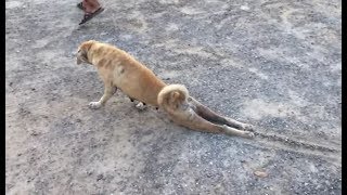 How to Humanely CRIPPLE a DOG