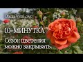 Сезон цветения роз 2026 в Италии отменили 