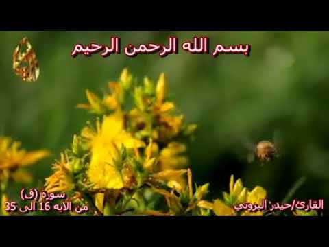 سوره ق صوت يبكي الصخر حزين بصوت القارئ حيدر البزوني 