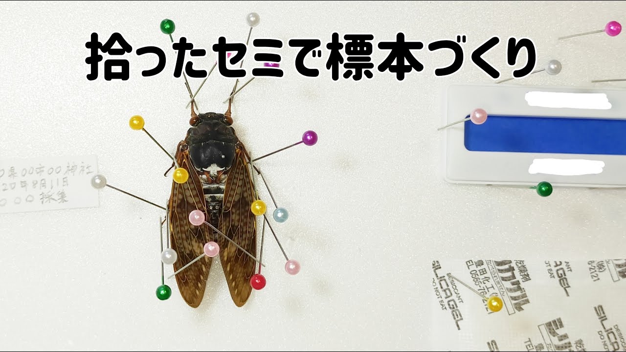 拾ったセミで標本作り！How to Make Specimens of Cicadas?