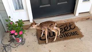 Baby deer on our front porch. *update in description