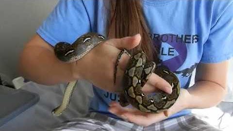 6 Month Old Super Dwarf and Dwarf Reticulated Pythons