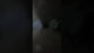 Nermanovda Biyabircilig