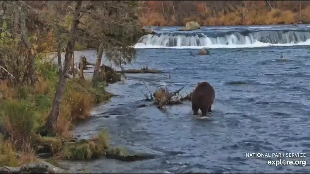 907. Oct 16, 2025. Explore.org