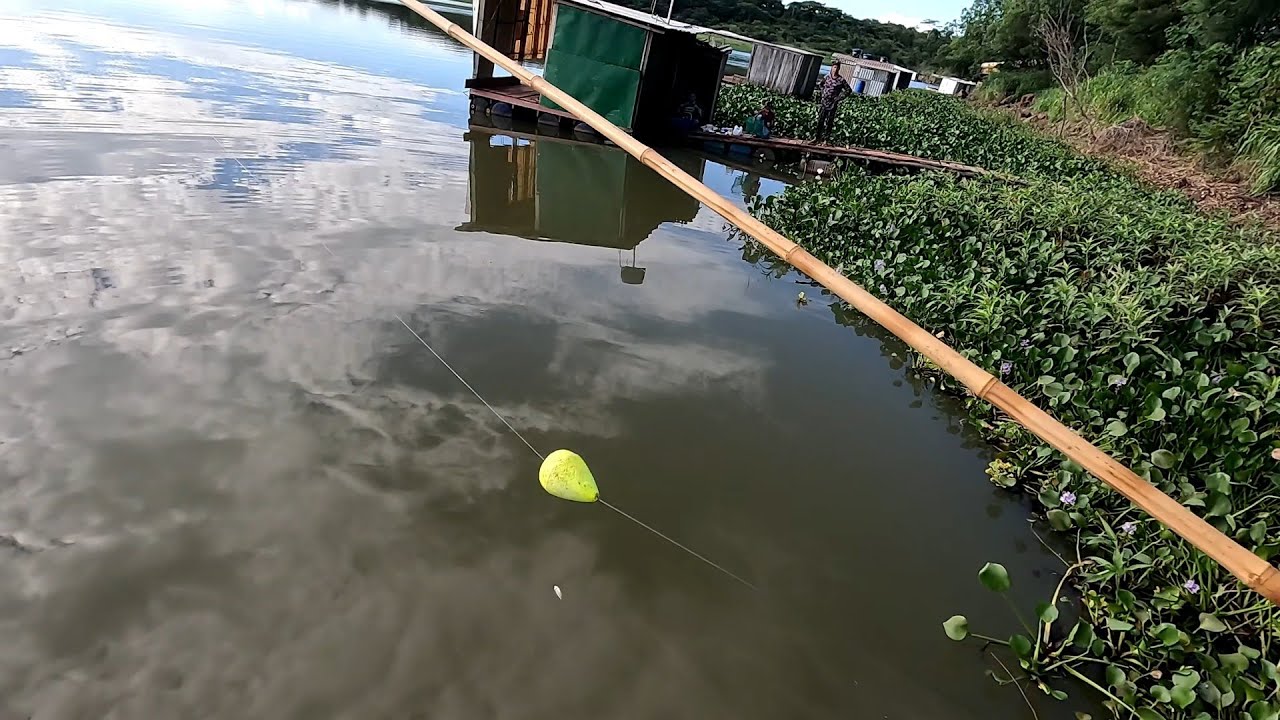 Era pra ser Pescaria de tucunaré mais as traíras gigantes atacavam a isca viva só Bruta Rio turvo