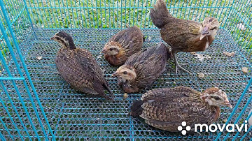 Me nyuam qaib dib 2020