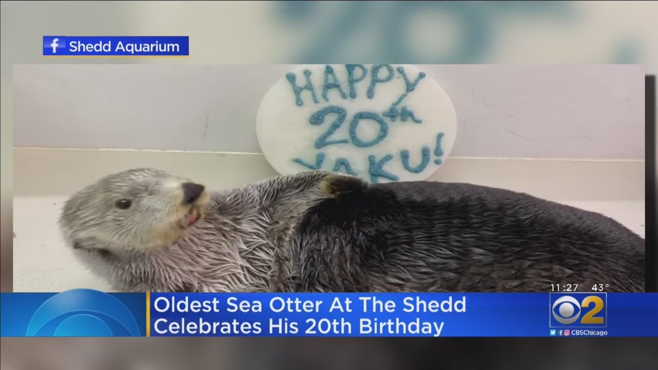 Oldest Shedd Sea Otter Celebrates Another Birthday