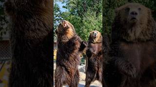 #wild animals#dangerous#junglr#ytshorts