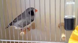 Download lagu Finch Show Manteca Top 10 Finches Finch Show Manteca Top 10 Finches