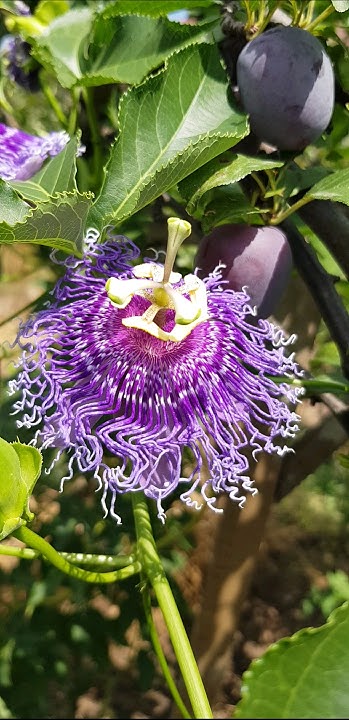 Индиго пассифлора | Indigo Passiflora #indigo #passiflora #индиго # ...