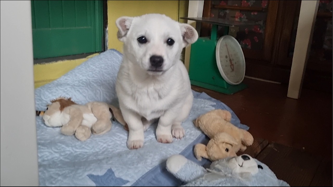 옥자 중성화 수술을 했어요