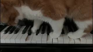 Cat Playing the Piano