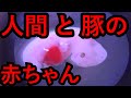 【キメラ編2】人×豚~禁断のキメラ誕生~