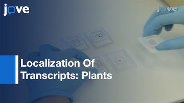 Precise Localization Of Transcripts in Plants: In Situ Hybridization