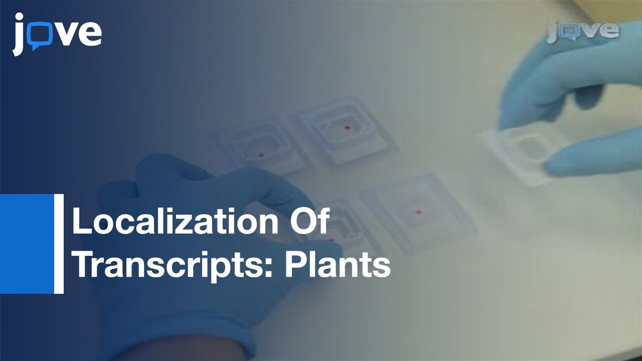 Precise Localization Of Transcripts in Plants In Situ Hybridization