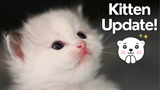 Ragdoll Kittens 4 Week Old 🐱 So Cute! by Ring of Fire Ragdolls 1,833 views 3 months ago 7 minutes, 5 seconds