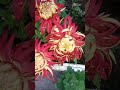 Red Guldaudi Flower Flowergarden Beautiful Gardening Red Guldaudi Flower Flowergarden Beautiful Gardening