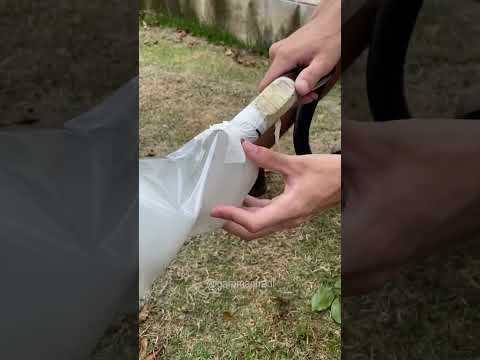 É isso que ACONTECE com seu PULMÃO se você FUMAR TODO DIA!