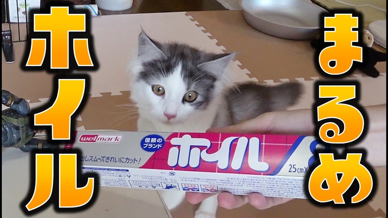視聴者さまご提案 丸めたアルミホイルのボールを子猫に与えてみたところ はがね先生 Youtube