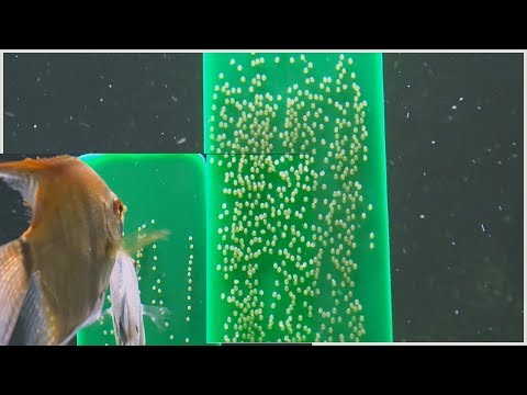 Видео: Аквариумд нядлах загасыг хэрхэн яаж өсгөх вэ