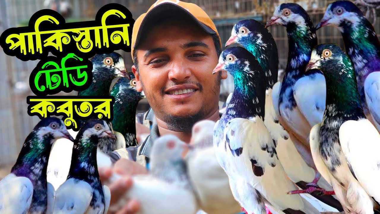 পাকিস্তানি টেডি কবুতর | Md Alamin rasel | Pigeon video |