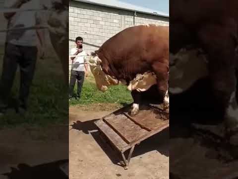 Самый большой бык в мире 🌍 ", Таджикистане на рынке скота,  #Shorts