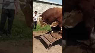 Самый большой бык в мире 🌍 ", Таджикистане на рынке скота,  #Shorts