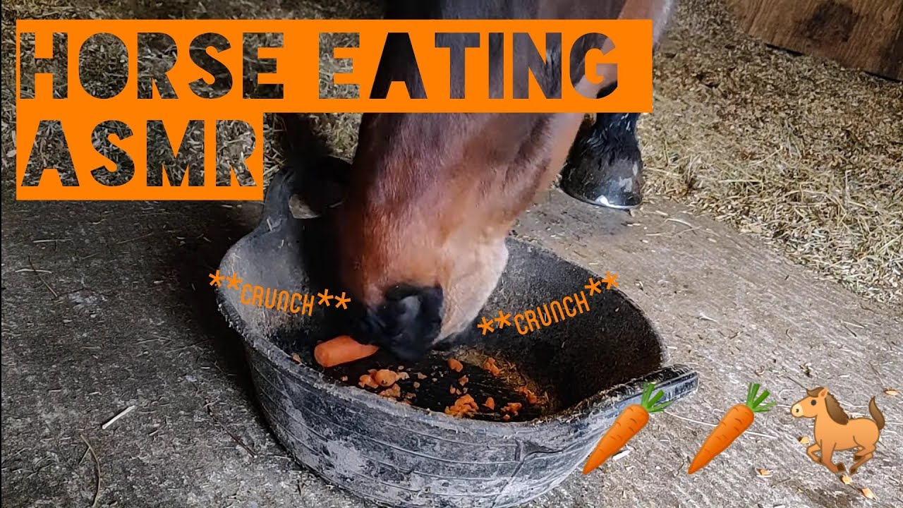 HORSE EATING ASMR (🥕Carrot 🥕crunching, chewing noises) YouTube