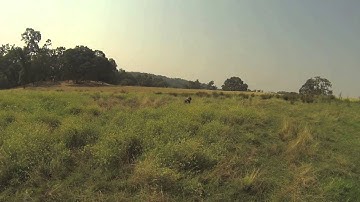 Higgins Gundogs, Steady to Flush