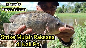 Strike Nila Raksasa Di kali PO Merauke Papua selatan