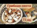 Много БЕЛЫХ грибов!!! 11.06.21г. Большие, красивые белые, молодые маслята. Днепропетровская обл.