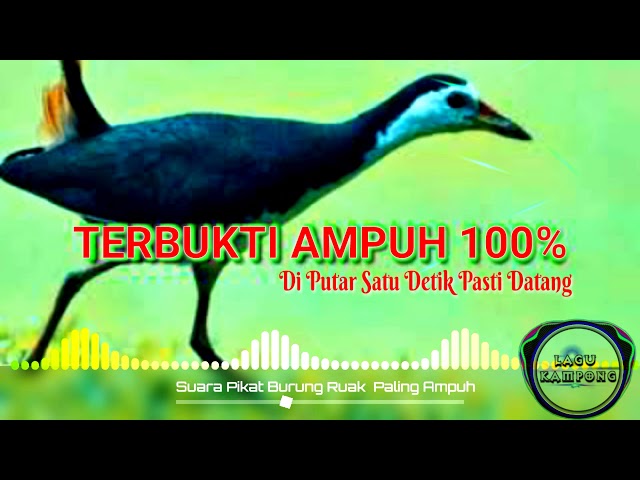 SUARA PIKAT BURUNG RUAK 100% AMPUH class=