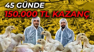 25.000 ETLİK CİVCİV 45 GÜNDE KAÇ PARA KAZANDIRIR ?