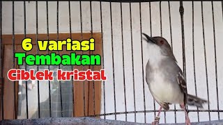 6 Variasi Tembakan Ciblek kristal, Masteran Ciblek ngebren variasi