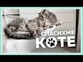 Как да се грижиш за малко котенце? || Праси среща коте за първи път!