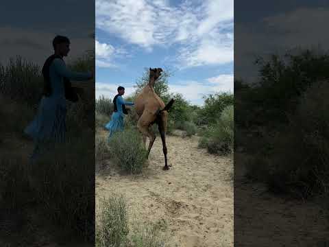 رجل يقود جملا مربوطة الأرجل في صحراء ثار Subscribe Animals Yt رمله Wildlife Camel 