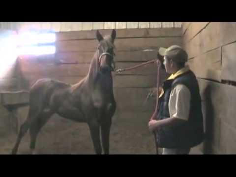 Jim Ruxer Body Language Controls A Horse Jim Aikman Bob Ruxer Rob Tanner - YouTube
