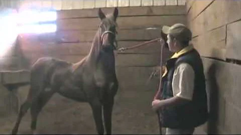 Body Language Controls A Horse  Jim Aikman Bob Rux...