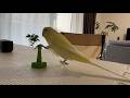 ウチのインコがイケメンすぎましたw【お喋りインコ】