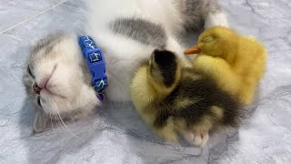 So funny cute.The mother duck was too lazy and gave the two ducklings to the kitten for safekeeping