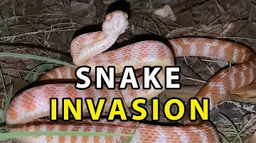 SNAKE INVADER! The Brown Tree Snake
