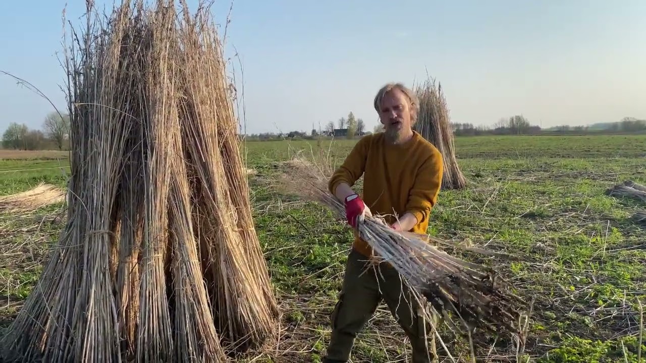 Kā novākt kaņepju stiebrus